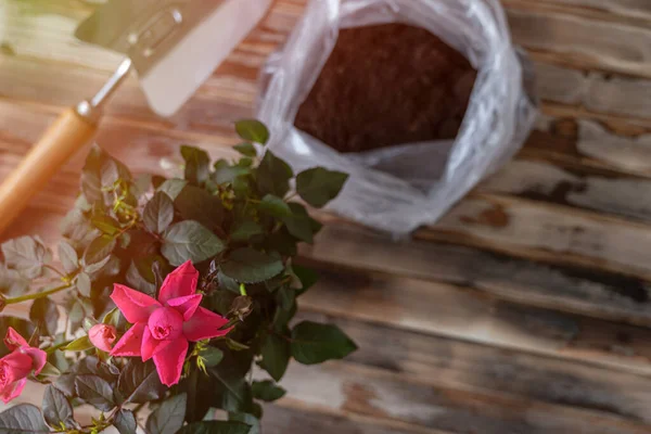 Trasplante Flor Rosa Planta Una Nueva Olla Con Pala Hierro —  Fotos de Stock