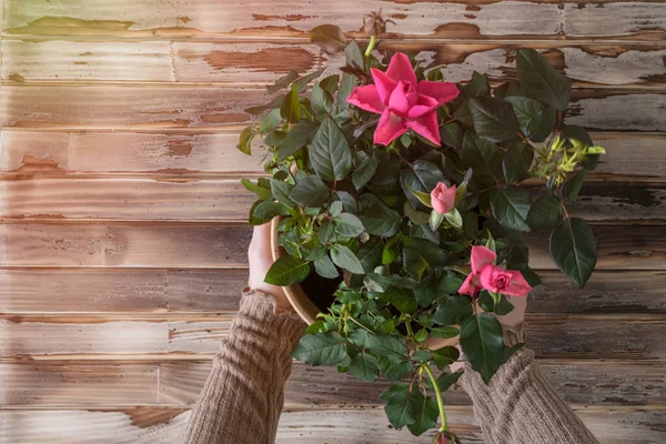 女性の手の移植は 木製の板テーブルの上に鉄のシャベル 土壌を持つ新しい鍋に花の植物をバラ 家庭菜園移転植物 — ストック写真