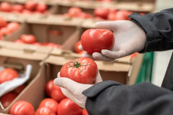 Homme Client Gants Protection Caoutchouc Choisit Tomates Légumes Dans Épicerie — Photo