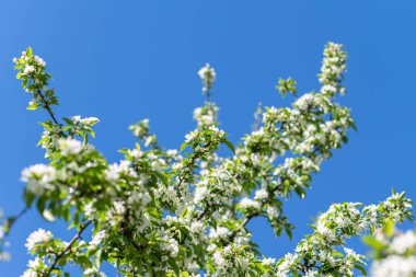 Sakura çiçeğinin arka planında sarı oyuncak bir taksiyi tutan adamın eli. Ekoloji arabası. Kavram. Taksi durağı. Bahar geldi..