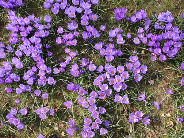 Cama de flor roxa com fundo de jacinto de primavera — Fotografia de Stock