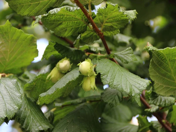 Frische unreife Haselnüsse auf Nussbaumzweig lizenzfreie Stockbilder