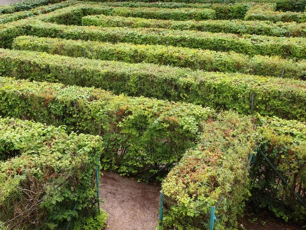 Labirinto labirinto Ingresso di cespugli verdi taglio ordinato — Foto Stock
