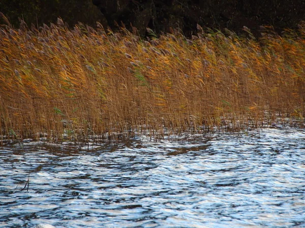 Lago di mare in autunno con canna marrone — Foto Stock