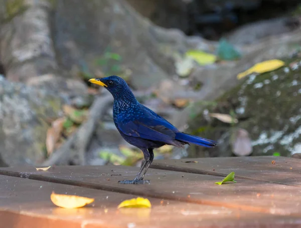 Thailand, National park, bird, Blue Whistling-Trush, Sai Yok