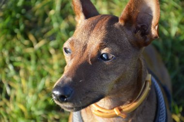 Köpek kahverengidir, yeşil çimlerde büyük kulakları vardır. Hayvan dikkatle izliyor. 