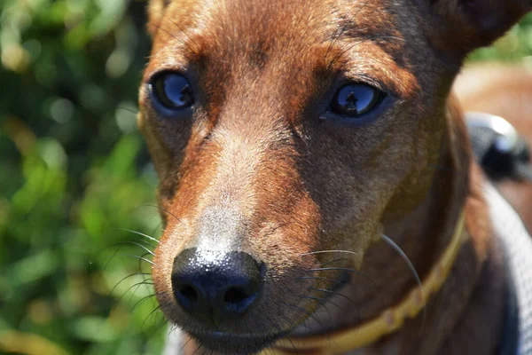Dog breed Zwergpinscher on the background of green grass.