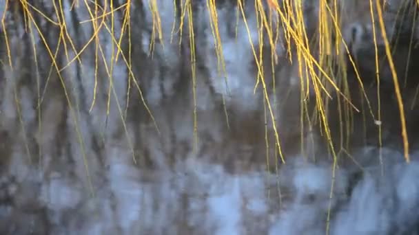 Wilgentakken zonder bladeren hangen over het water en wiebelen in de wind. — Stockvideo