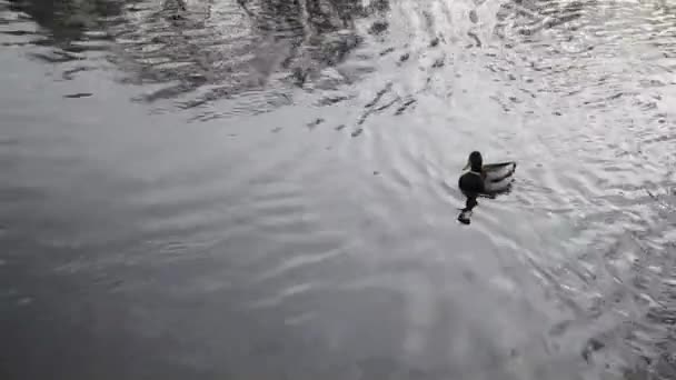 Eine Ente und ein Erpel schwimmen gegen die Strömung den Fluss hinauf — Stockvideo