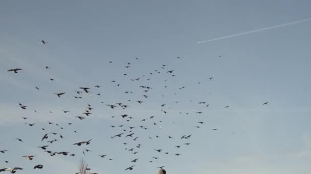 Stado gołębi przelatuje nad ziemią. Ptaki przelatują na tle pięknego nieba — Wideo stockowe