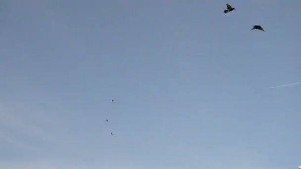 A large flock of pigeons flutters flying in the blue sky. A flock of wild, urban birds circling above the ground — Stock Video