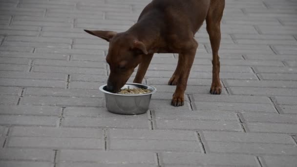 Głodny pies podbiega do miski. Karzeł Pinscher szybko je i ucieka. — Wideo stockowe