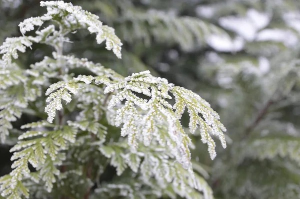 The tree branch is covered with frost — Stock Photo, Image