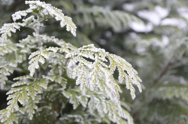 La rama del árbol está cubierta de heladas. — Foto de Stock