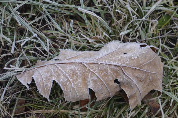 Una hoja de roble yace sobre la hierba cubierta de lluvia de hielo — Foto de Stock