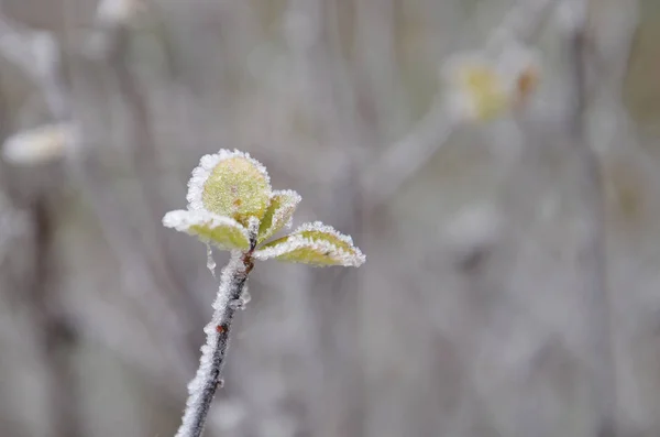 The branch with leaves is covered with frost — Stock Photo, Image