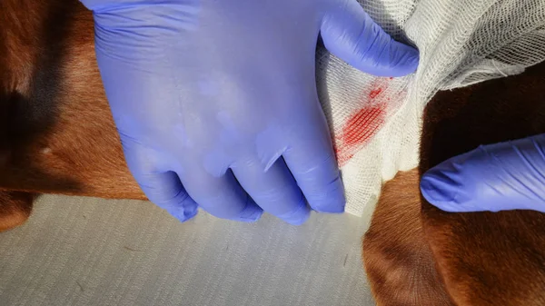 Veteriner randevusunda yaralı bir köpek.. 