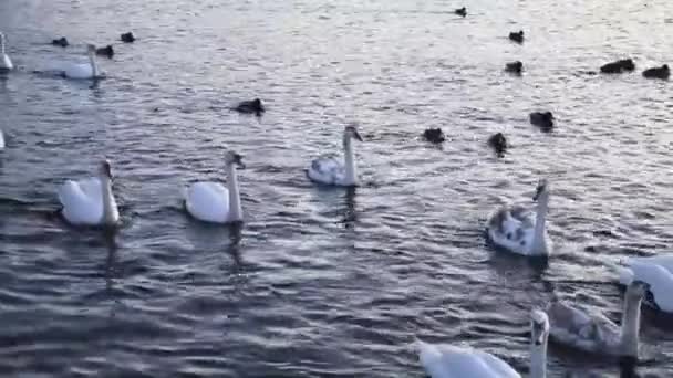 Зграя Білих Лебедів Плаває Річці Плавучими Лебедями Зграєю Качок — стокове відео