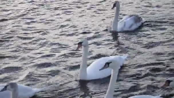 Flock White Swans Floating River Floating Swans Flock Ducks — Stock Video