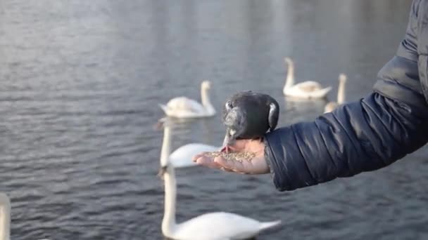 Woman Feeds Pigeons Her Hands Man Feeds Wild Birds Background — 비디오