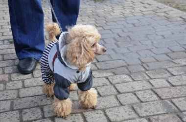 The poodle dog is dressed in an autumn jumpsuit.