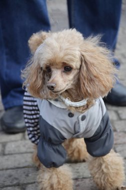 Fluffy, curly-haired dog in overalls on the street. Poodle in dog clothes.