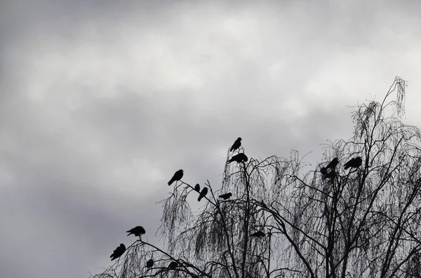 Vrány sedí na větvích proti šedé, zatažené obloze. — Stock fotografie