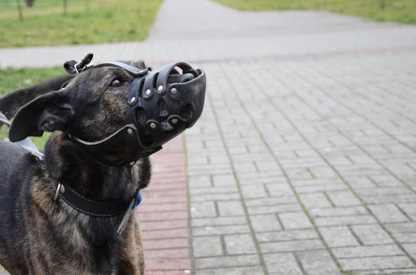 Dogs in a muzzle on the street. Portrait of a pet with a muzzle.