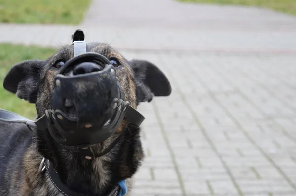 Portret van een hond in een muilkorf in het park. Een huisdier draagt een muilkorf — Stockfoto