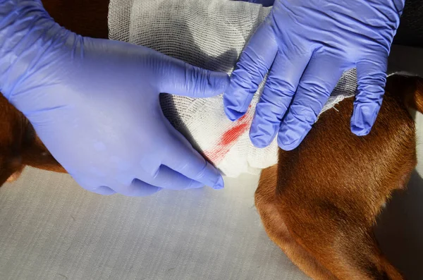 Veteriner yaralı köpeği bandajlıyor..