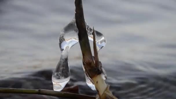 Eiszapfen Auf Einem Schilf Über Dem Wasser Auf Dem Hintergrund — Stockvideo