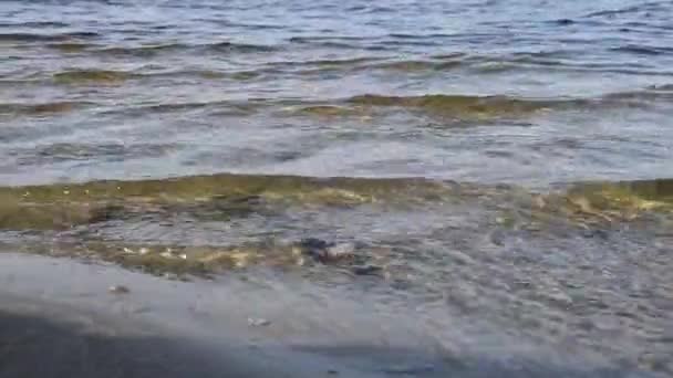 Les Vagues Roulent Sur Plage Avec Sable Beau Paysage — Video