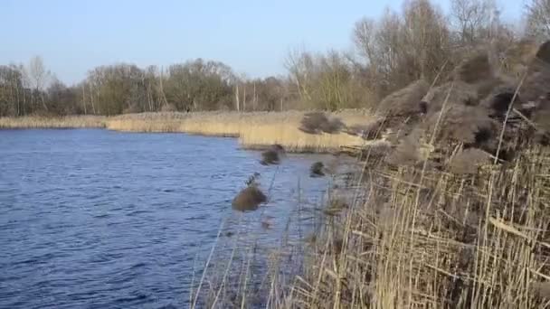 Nad Rzeką Wiosną Fale Wodzie Wysuszyć Zeszłoroczną Trawę Świetle Słońca — Wideo stockowe