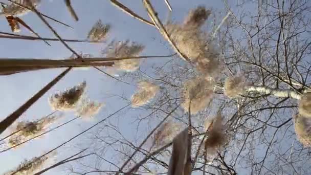 Vinter Gult Gräs Mot Blå Himmel Krusningar Vinden — Stockvideo