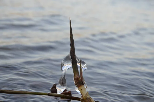 Hielo en una planta sobre el agua en el fondo de las olas. Se acerca la primavera . — Foto de Stock