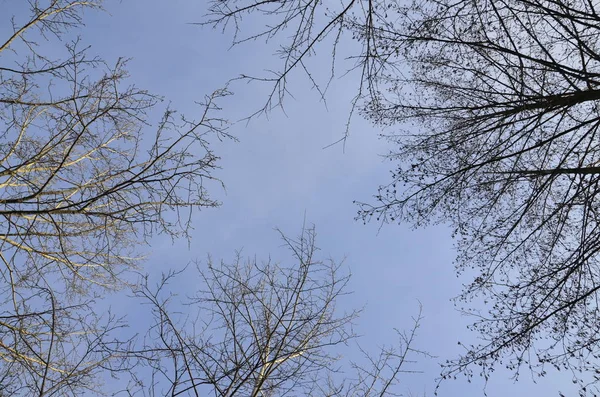 Copaci fără frunze. Există un decalaj între ramuri . — Fotografie, imagine de stoc