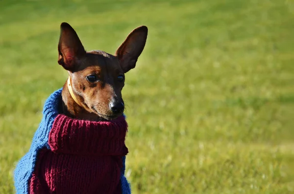 A dog in clothes is sitting on a green lawn. Pet in colored, winter clothes — Stock Photo, Image