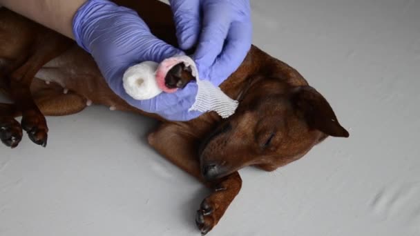 Veterinerin Eli Köpeğin Kanlı Patisini Bandajlıyor Veteriner Hastanesinde Yaralı Pençeli — Stok video