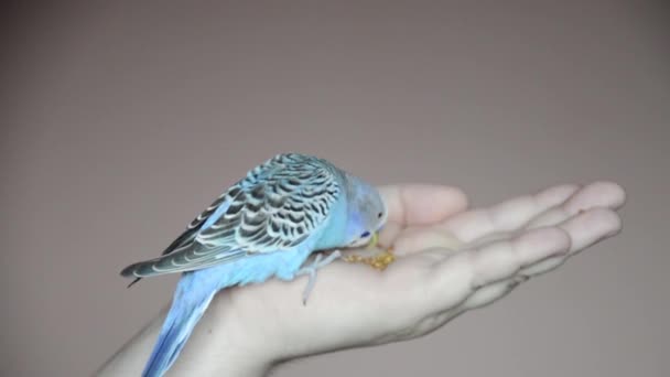 Loro Domesticado Ondulado Sienta Brazo Hombre Picotea Comida Loro Mano — Vídeos de Stock