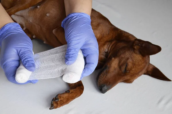 The pet is bandaged by a veterinarian.