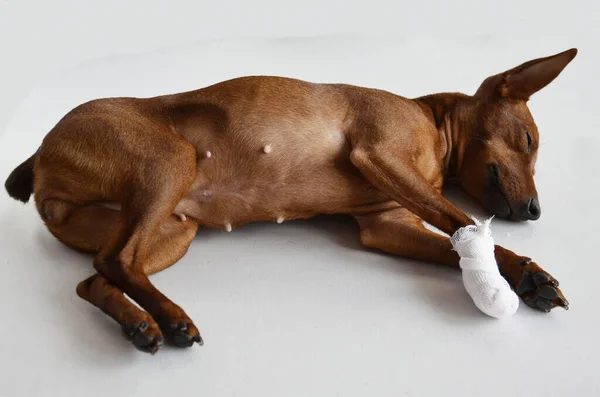 A dog with a bandaged paw is lying on a white table.