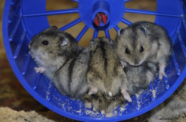 Jungar hamsterları ve kemirgenleri teraryumda küçük bir grupta otururlar. Komik, sevimli evcil hayvanlar. Kafeste bir sürü şirin Dzhungarian hamsterı var. Kapatın. Mizah, şaka.