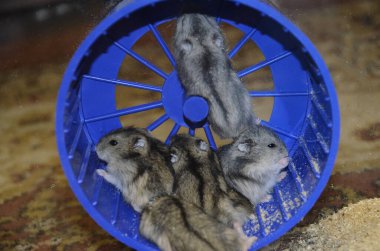 Bir sürü küçük hamster. Kemirgenler teraryumda uyurlar. Çizgili fareler bir yığın içinde toplandı. Hamster tepeye tırmandı. Küçük Hayvanlar.