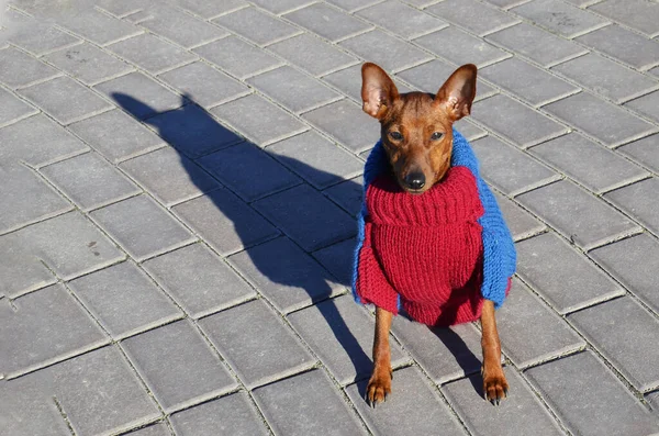 A small dog in winter clothes, sitting on the sidewalk. Pet in colored clothes in the Park. A mini Pincher in dog clothes sits and waits for the command. Thoroughbred dog on a walk.