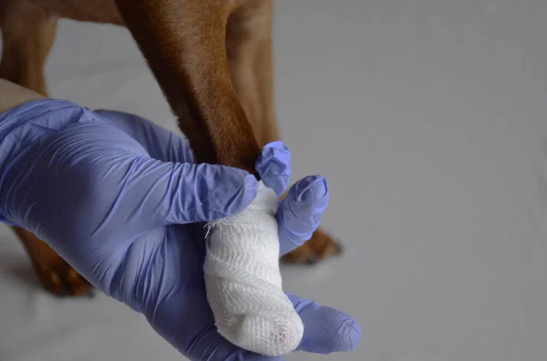 Eldivenli veteriner sargılı bir köpeğin patisini tutuyor. Veteriner randevusunda pati hasarı olan bir köpek. Yaralı bir köpeğin pençesi. Üst görünüm ve yakın görünüm.