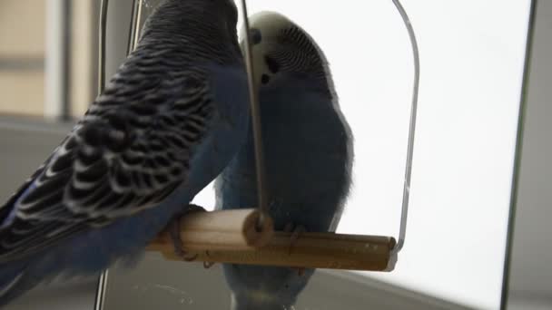 Narcissistic Parrot Looks Mirror Feathered Pet Admires Itself Mirror Blue — Stock Video