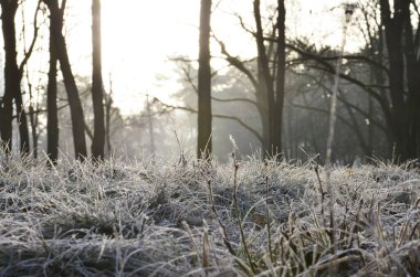 Güzel sonbahar manzarası. Güneş ışınları ağaçları aydınlatıyordu. Ormanda gün doğumu. Buz. Doğada sabahın erken saatlerinde. Çimlerde buz var. Vahşi yaşam.