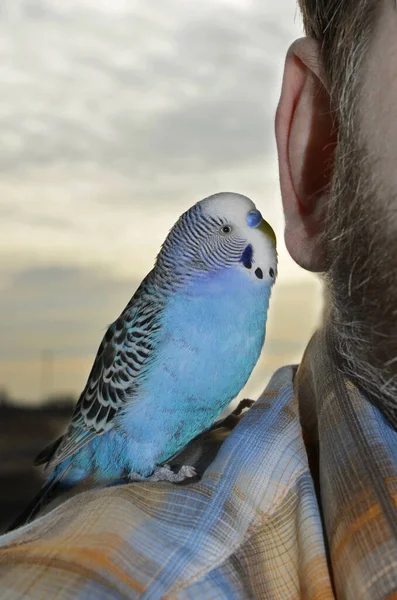 A talking parrot sits on the shoulder, next to the man\'s ear. The budgie whispers in the owner\'s ear. Trusting relationships between humans and bird.