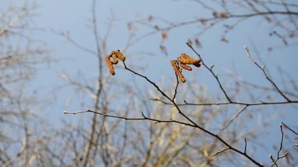 自然の春の景色 青空に背の高い木の枝が多い 近くだ 春の期間 温暖化 春の始まり — ストック動画