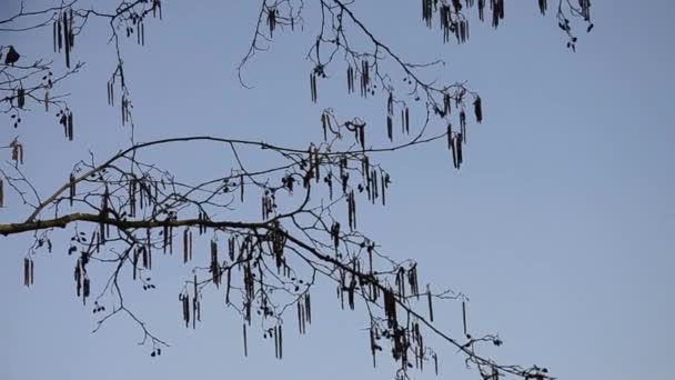 Schöne Frühlingshafte Sicht Auf Die Natur Ast Vor Blauem Himmel — Stockvideo